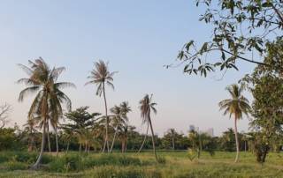 Bang Kachao - lush vegetation and palm trees